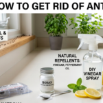 how to get rid of ants